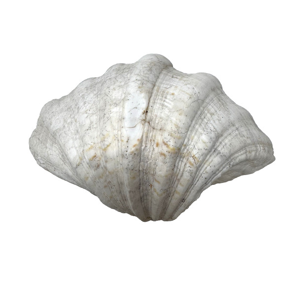 Natural Tridacna Clam Shell 8.25"x5.75" Nautical Coastal Decor Ocean Beach - Picture 1 of 14